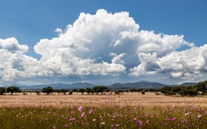 clouds, sky, mexican, landscape, nature, meadow, grass, trees