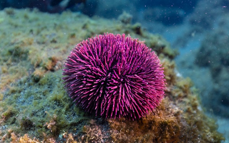 sea urchin, purple sea urchin, sphaerechinus granularis, violet sea urchin, garajau marine nature reserve, madeira, portugal, sea, ocean, underwater