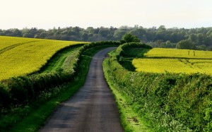 landscape, grass, road, field, farm, lawn, meadow, prairie, countryside, hill, flowers, country, green, crop, pasture, rapeseed, grassland, shrub, plantation, rural, grass