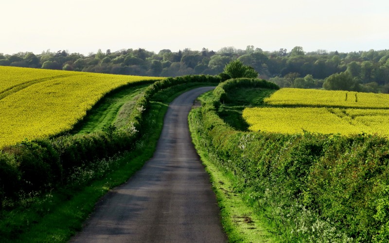 landscape, grass, road, field, farm, lawn, meadow, prairie, countryside, hill, flowers, country, green, crop, pasture, rapeseed, grassland, shrub, plantation, rural, grass