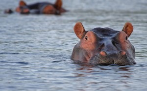 вода, природа, дикая природа, животные, африка, дикие животные, ботсвана, бегемот, гиппопотам, природа