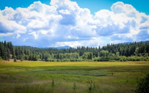 landscape, trees, nature, forest, grass, wilderness, mountains, clouds, sky, fields, meadows, prairie, valleys, rural, pasture, grassland, wildlife