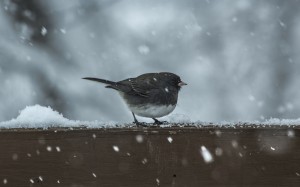 nature, snow, cold, winter, birds, wildlife, weather, fauna, snowflakes, perching bird