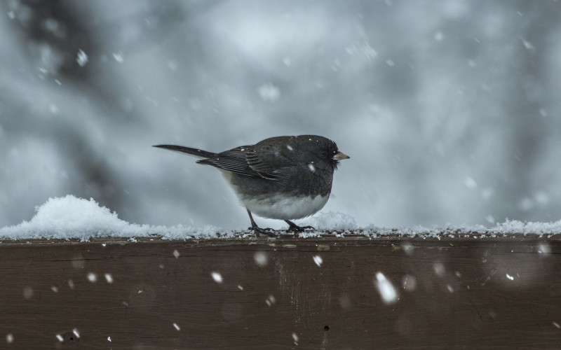 nature, snow, cold, winter, birds, wildlife, weather, fauna, snowflakes, perching bird