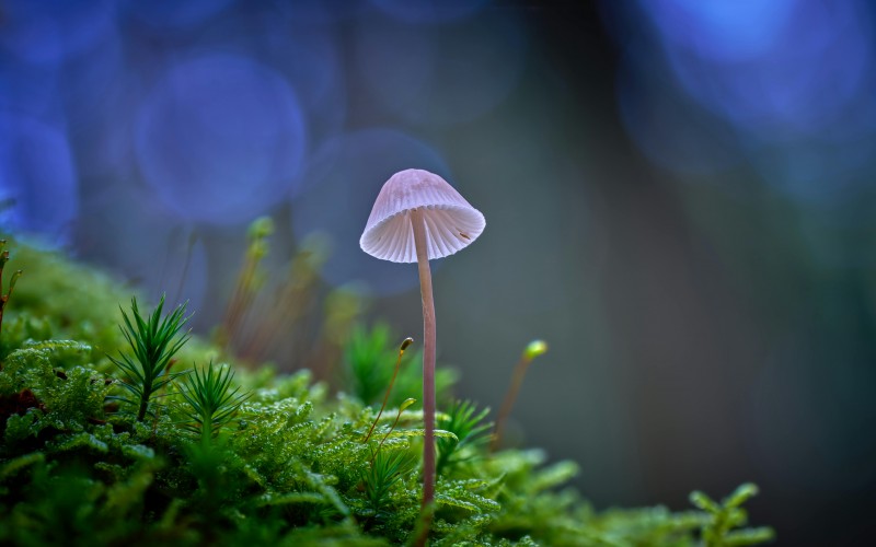 plant, nature, purple, mushroom, grass, violet, woods, groundcover, forest, fungus, wildlife, soil, stem, russula integra, agaricomycetes, moss, autumn, agaric