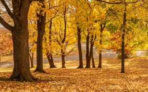 nature, landscape, trees, park, trunks, leafs, leaves, yellow, street, road, autumn, fall