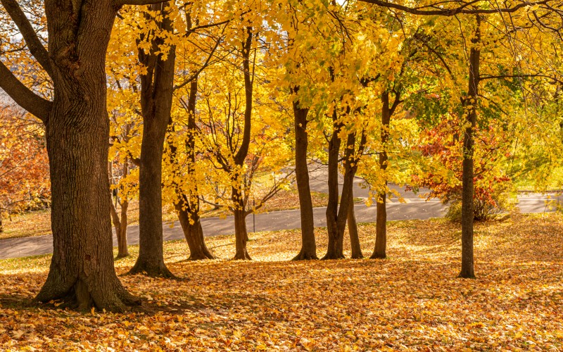 nature, landscape, trees, park, trunks, leafs, leaves, yellow, street, road, autumn, fall