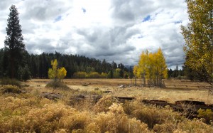 nature, landscape, trees, autumn, fall, forest, woods, field, meadow, clouds, sky