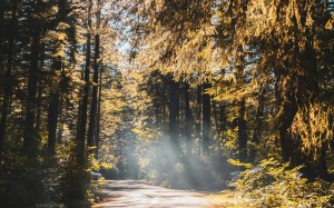 nature, trees, autumn, fall, forest, woods, road, path, sun rays, branches