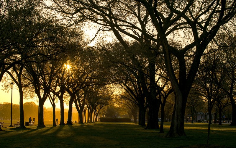 trees, nature, branches, light, sunset, sunlight, city, dusk, evening, autumn, season, outdoors, fall, park