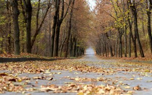 autumn, fall, path, park, trees, nature, leaves, leaf, road