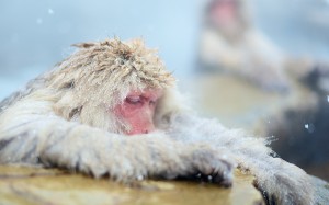 snow, wildlife, mammal, monkey, primate, macaque, japanese macaque, animals