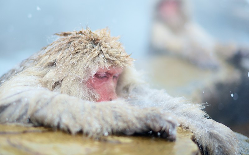 snow, wildlife, mammal, monkey, primate, macaque, japanese macaque, animals