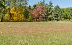 park, autumn, fall, nature, landscape, trees, grass, bushes