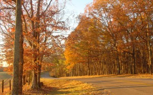 roadway, lindsey lake, david crockett state park, lawrenceburg, tennessee, nature, landscape, road, asphalt, autumn, fall, trees, leaves, leafs