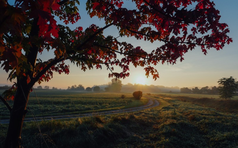 landscape, trees, nature, branches, sunrise, sunset, field, sunlight, morning, dawn, dusk, evening, autumn, season