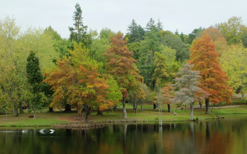 autumn, fall, park, trees, mclaren falls park, seasons, nature, landscape, lake, pond