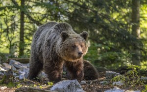 animals, bear, ursus arctos, nature