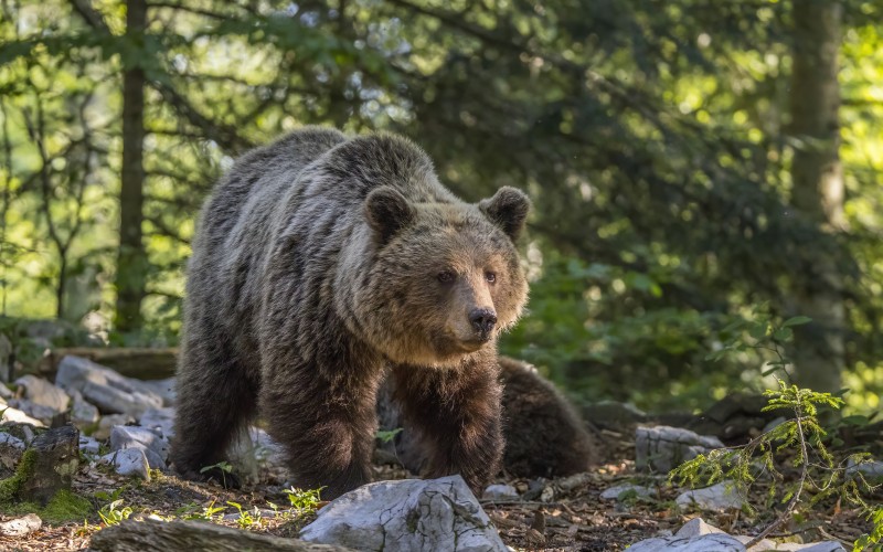 animals, bear, ursus arctos, nature