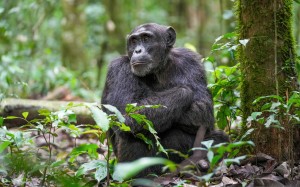 chimpanzee, kibale, forest, national park, animals, nature, monkeys