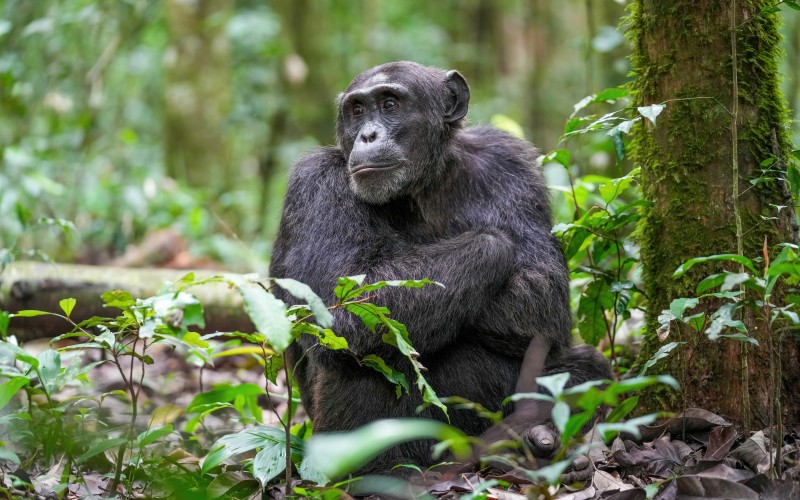 chimpanzee, kibale, forest, national park, animals, nature, monkeys