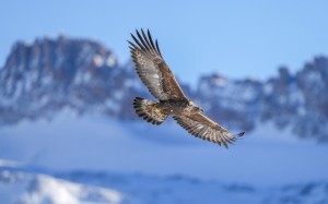 wildlife, golden eagle, eagles, birds, animals, nature, majinghorn, pfyn-finges, switzerland