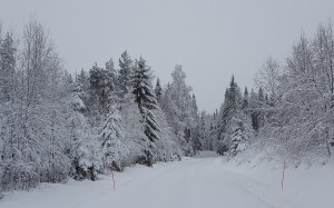 winter, road, forest, snow, trees, seasons, nature, landscape