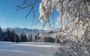 snow, nature, landscape, mountains, trees, winter, forest, mountains, conifer, spruce, fir, coniferous, pine