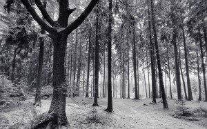 gloomy, woods, forest, january, winter, trees, landscape, nature, snow