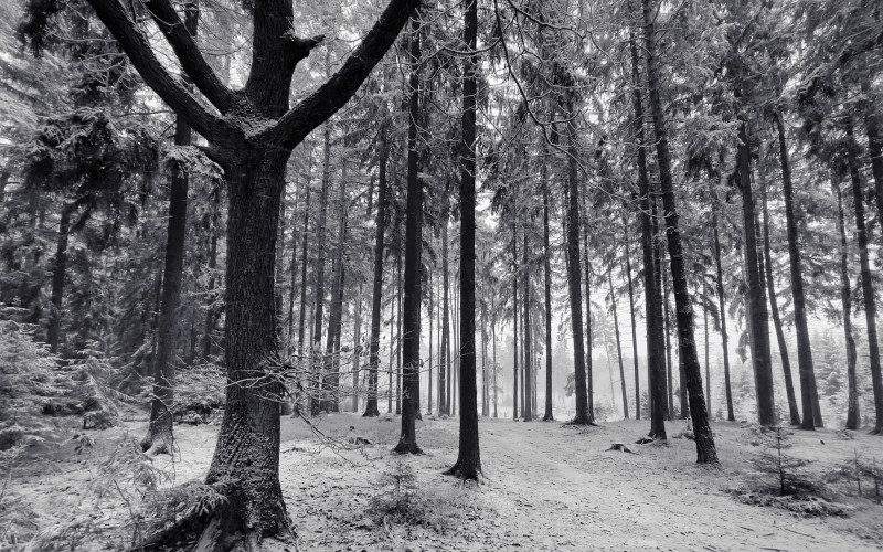 gloomy, woods, forest, january, winter, trees, landscape, nature, snow