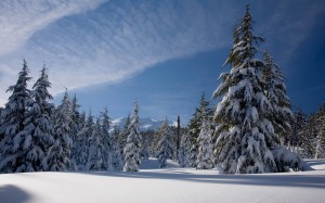 winter, forest, woods, nature, landscape, trees, sky, mountains, snow, january