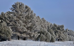 russia, winter, pines, forest, december, woods, landscape, nature, snow, trees, hoarfrost