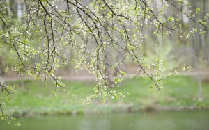 spring, nature, trees, flowers, blossom, bloom, seasons, branches