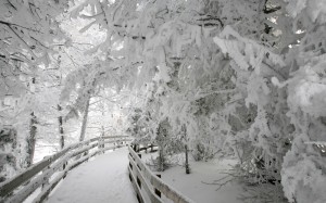 rime ice, hoarfrost, trees, winter, nature, snow, trail, pathway, cold