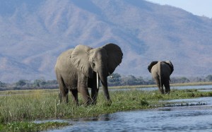 water, nature, wilderness, adventure, wildlife, herd, grazing, savanna, elephants, mountains, grassland, reserve, big, safari, tusks, wild, indian elephant, african elephant, animals