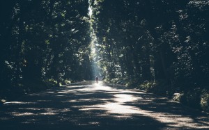 trees, nature, forest, branches, walking, light, sunlight, morning, leafs, man, men, people