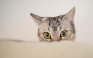 pets, animals, cats, eyes, ears, watching