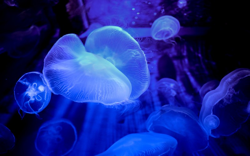 animals, fish, jellyfish, sea, underwater