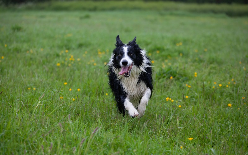running, sheepdog, border collie, dogs, grass, meadow, animals, pets