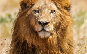portrait, lion, panthera leo, serengeti national park, tanzania, nature, animals