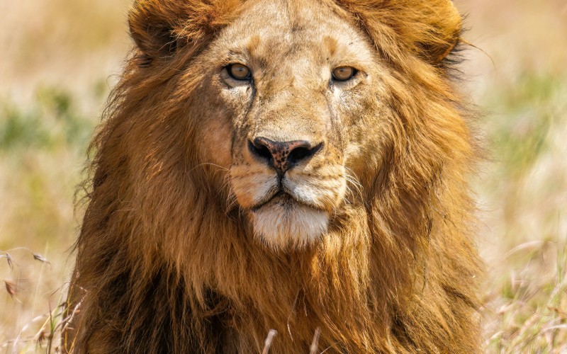 portrait, lion, panthera leo, serengeti national park, tanzania, nature, animals