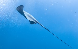 пелагический скат, скат, океан, море, под водой, вода, подвоный мир, природа, животно, животные, рыба, рыбы