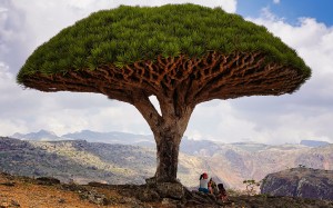 dracaena cinnabari, dragonblood tree of socotra, dixam plateau, tree, nature, landscape, mountains
