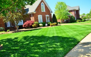 grass, lawn, homes, houses, backyard, property, garden, courtyard, shrub, estate, yard, architecture