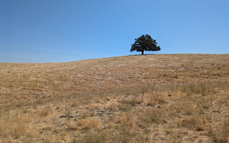 contra loma regional park, landscape, nature, summer, grass, tree, blue sky, hill
